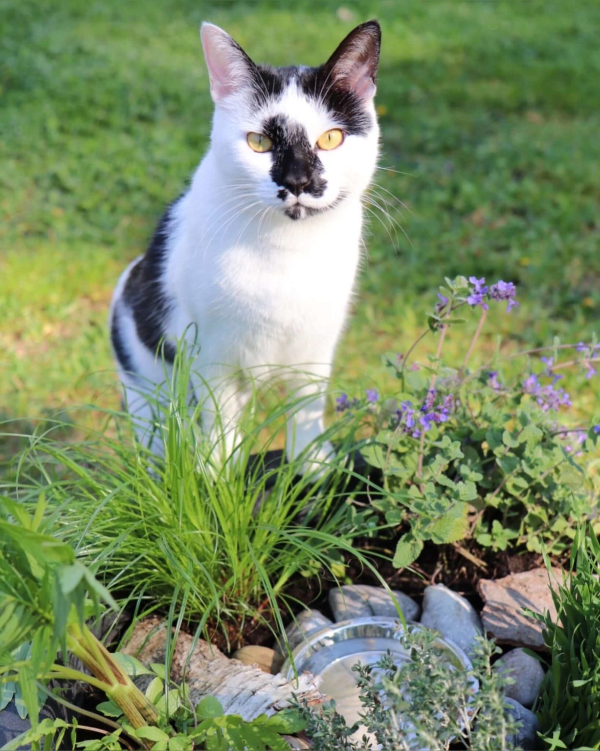 DIYKatzengarten Katzenhilfe CanariGatos e.V.