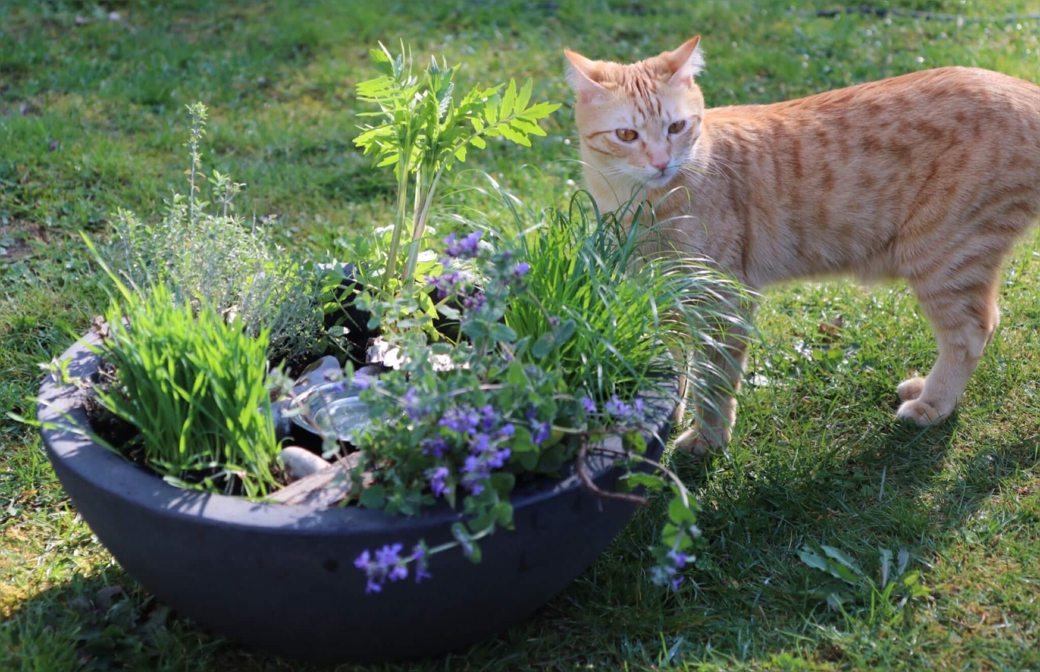 DIYKatzengarten Katzenhilfe CanariGatos e.V.