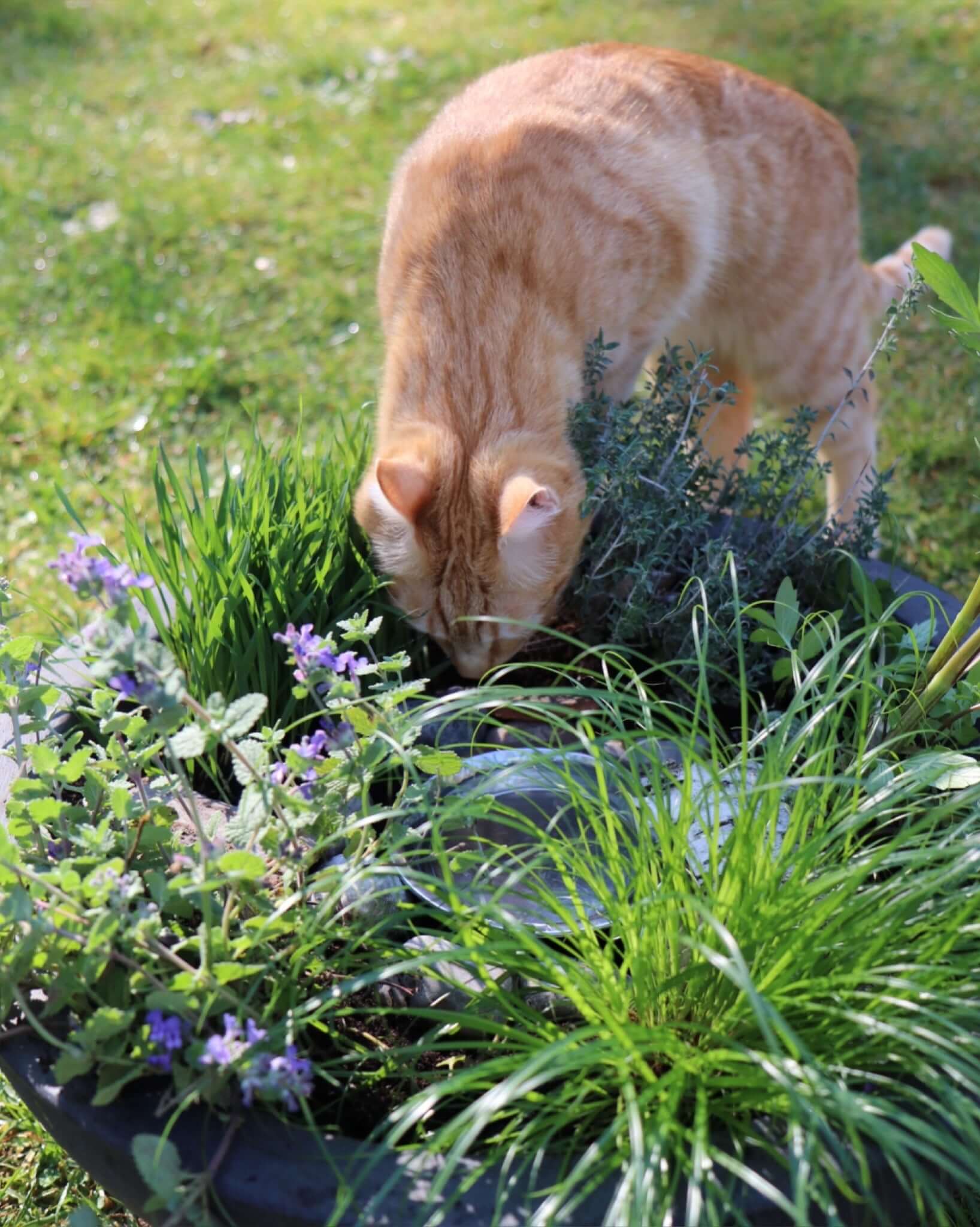 DIYKatzengarten Katzenhilfe CanariGatos e.V.