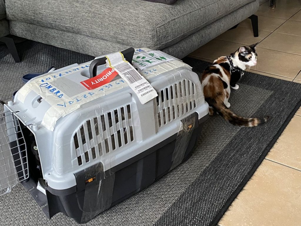 Katze-Avany-traut-sich-aus-der-Transportbox