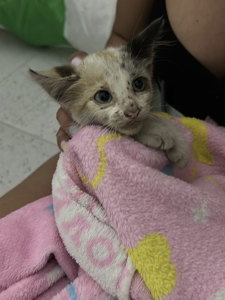 Kitten Filoumina nach Rettung