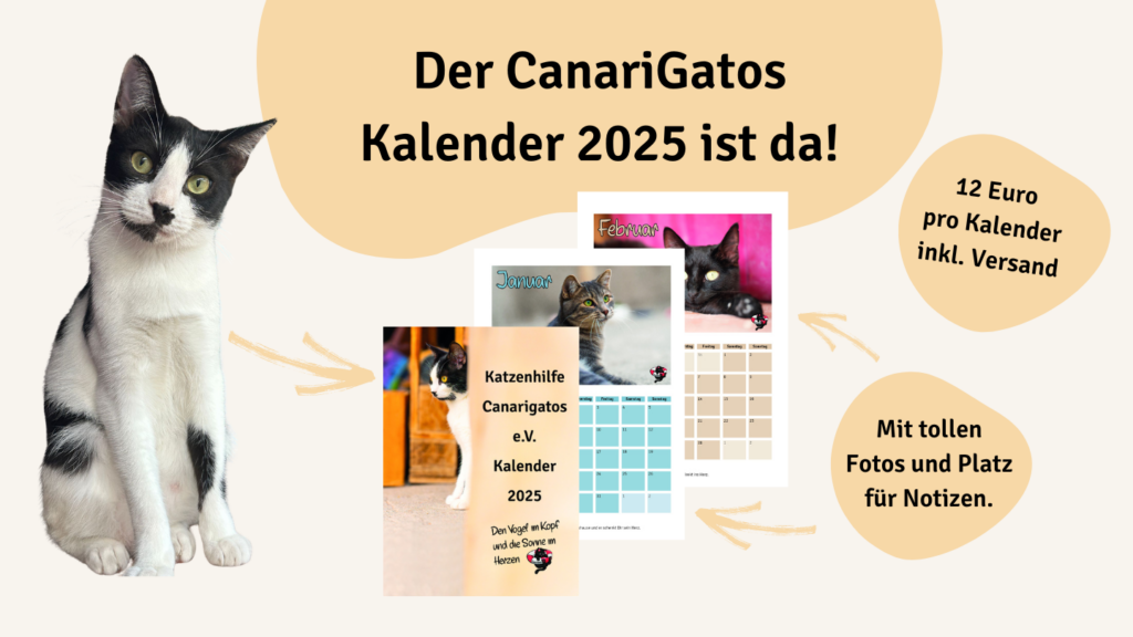 Jetzt vorbestellen: Den CanariGatos Wandkalender 2025 mit tollen Katzenmotiven