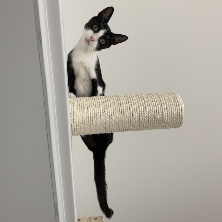 Wie sich mit Catwalks die Wohnfläche für Deine Katzen erweitern lässt