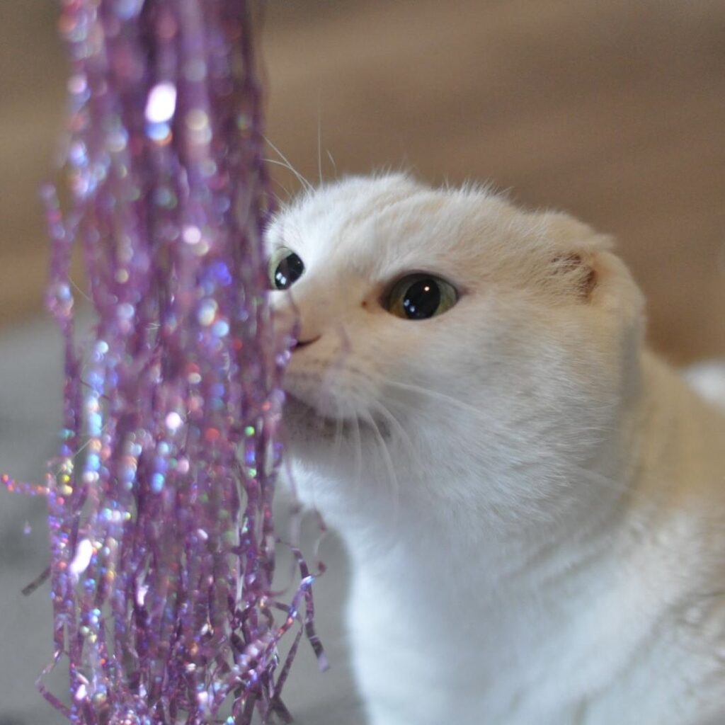 Gefahr für Katzen an Weihnachten - Lametta