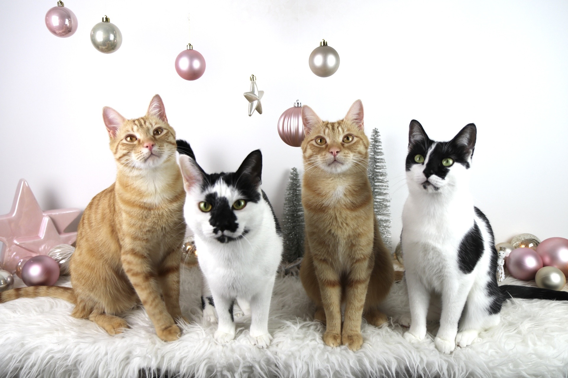 Vorsicht, Katze! Gefahren an Weihnachten und wie du sie vermeidest |  Katzenhilfe CanariGatos e.V.