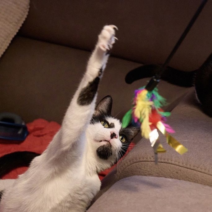 Spielangeln für Katzen