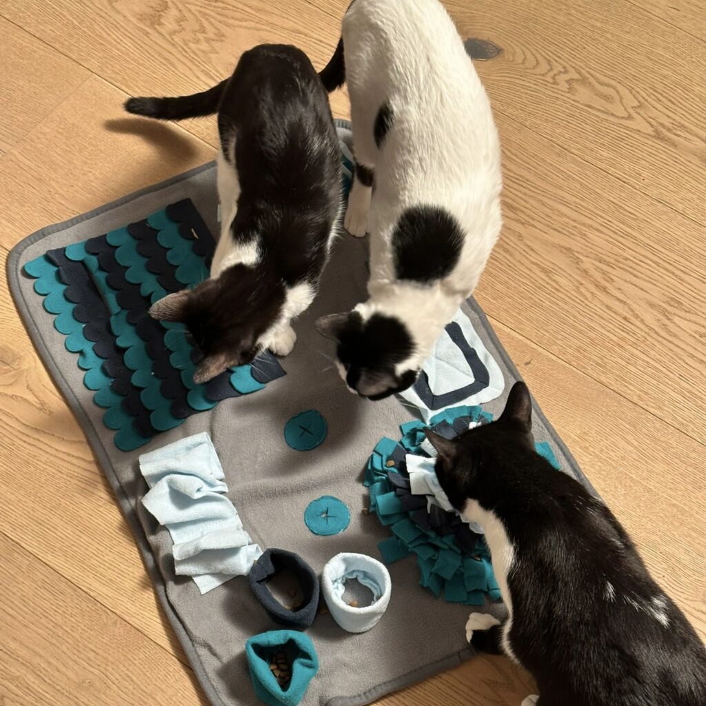 Intelligenzspielzeug für Katzen