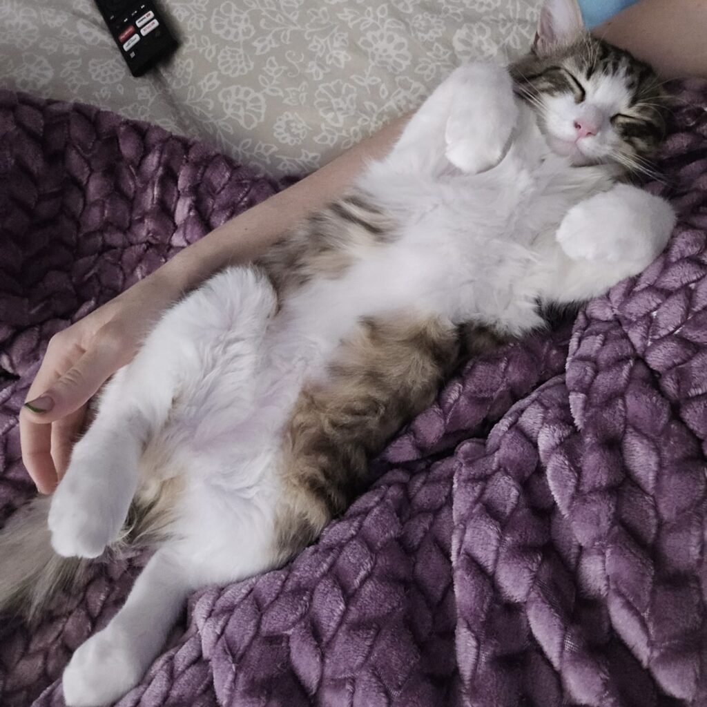 Leben als Katzenbesitzer