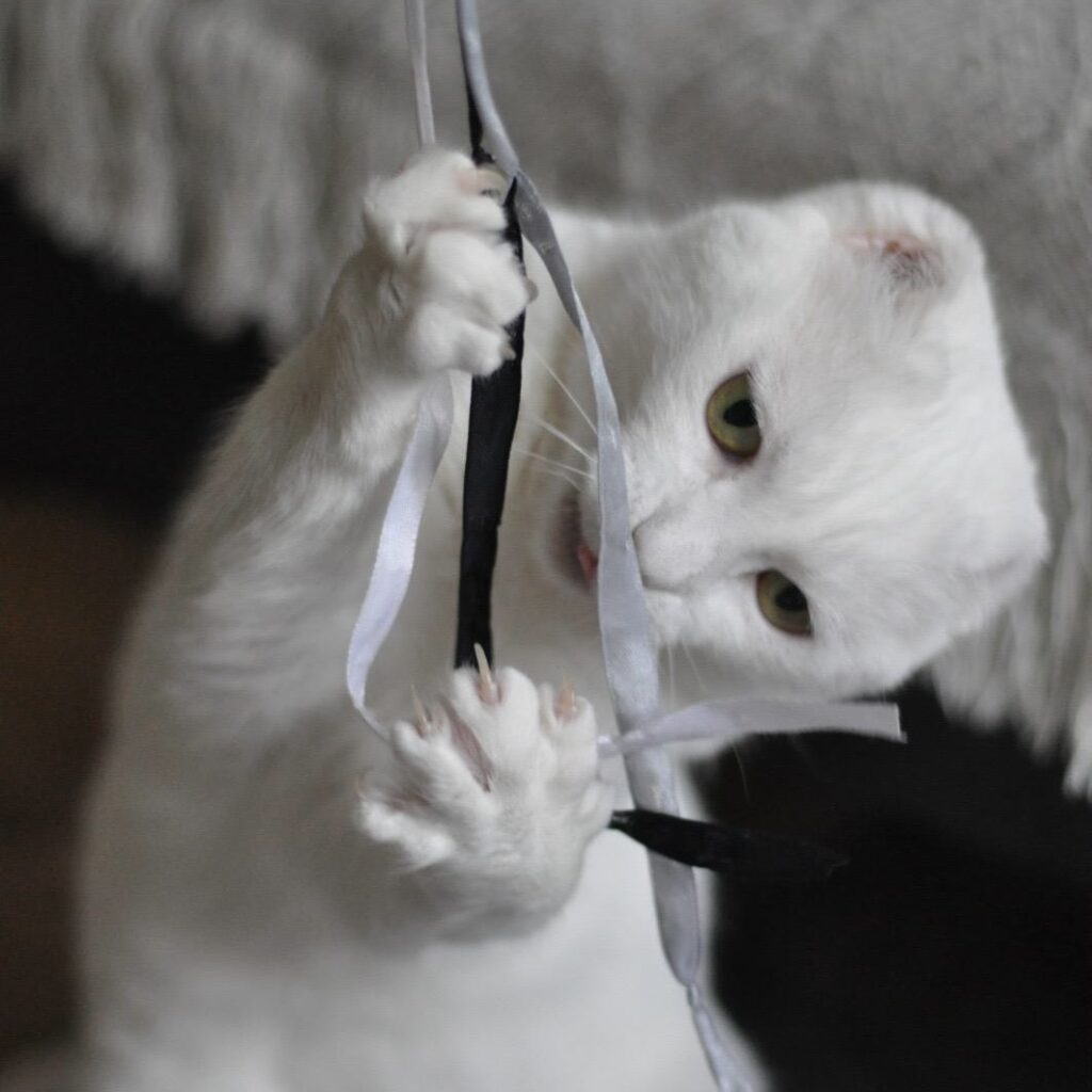 Spielangeln für Katzen