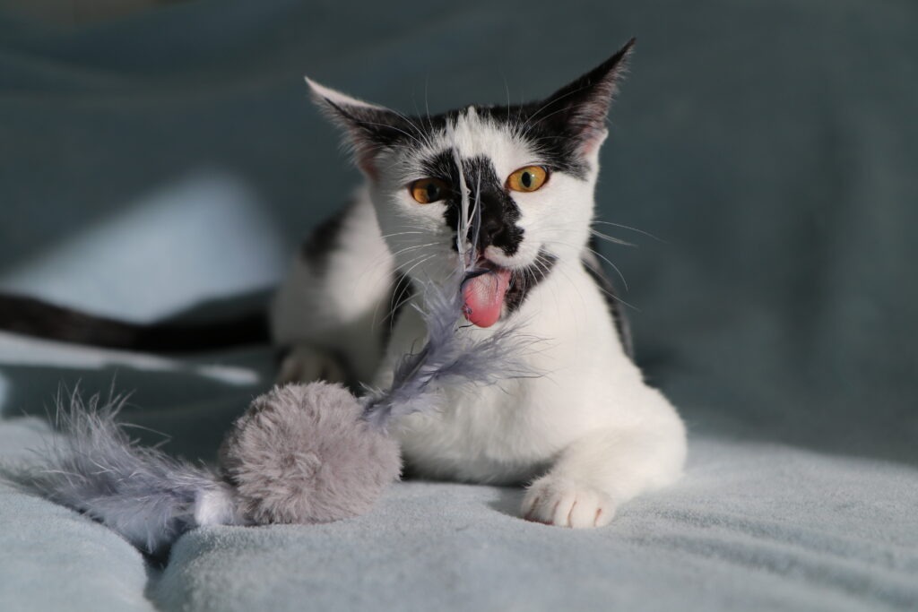 Spielideen für Katzen