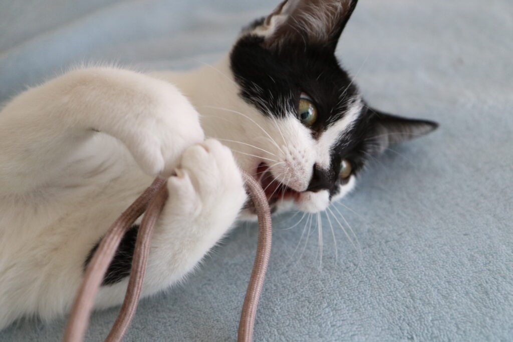 Spielangeln für Katzen