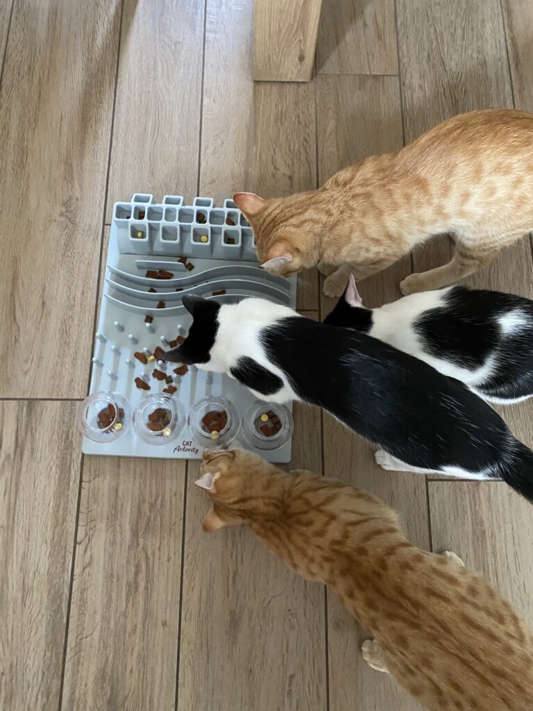 Wer eine Katze zu Hause hat, weiß: Katzen sind klug, neugierig – und manchmal ganz schön anspruchsvoll. Besonders Wohnungskatzen brauchen gezielte Beschäftigung, um körperlich und geistig gesund zu bleiben. Ohne Anregung entstehen schnell Langeweile, Frust und Übergewicht. Aber auch Freigänger freuen sich über Beschäftigung - denn gemeinsam Zeit miteinander zu verbringen fördert emotionale Verbundenheit. In diesem Beitrag zeigen wir dir, wie du deine Katze sinnvoll und abwechslungsreich beschäftigen kannst – mit Ideen, die den Jagdtrieb aktivieren, die Intelligenz fördern und die Bindung zwischen dir und deiner Katze stärken. Warum Beschäftigung für Katzen so wichtig ist Katzen brauchen mehr als Futter und einen Platz zum Schlafen. Vor allem Indoor-Katzen sind auf Spiel, Bewegung und geistige Reize angewiesen, weil sie diese nicht wie Freigänger draußen erleben können. Die wichtigsten Gründe für Katzenbeschäftigung: Gesundheit fördern: Bewegung stärkt Muskeln, fördert die Gelenkigkeit und beugt Übergewicht vor. Geistige Stimulation: Durch Denkspiele und neue Reize bleibt das Gehirn aktiv. Bindung stärken: Gemeinsames Spielen schafft Vertrauen und Nähe. Katzenbesitzer wissen: Eine gelangweilte Katze wird schnell kreativ – mit zerkratzten Möbeln, nächtlichen Sprintattacken oder „Kunstprojekten“ auf dem Küchentisch. Die gute Nachricht: Mit etwas Kreativität lässt sich das leicht vermeiden. Die besten Beschäftigungsmöglichkeiten für Katzen 1. Intelligenzspielzeug für geistige Stimulation Katzen beschäftigen bedeutet nicht nur rennen und jagen – auch das Gehirn will gefordert werden. Futterbälle, Puzzle-Feeder und Snack-Labyrinthe sorgen für geistige Stimulation und Bewegung gleichzeitig. Auch klassische Spielzeuge wie Federangeln, Bälle oder Laserpointer aktivieren den natürlichen Jagdinstinkt – besonders in kurzen, intensiven Einheiten. Wichtig: Abwechslung! Katzen verlieren schnell das Interesse, wenn sie täglich dasselbe Spielzeug sehen. Wechsle regelmäßig durch – oder tausch Spielzeuge einfach mal für eine Woche aus. 2. Tricks und Training mit deiner Katze Ja, Katzen können lernen – und zwar erstaunlich gut! Mit Clickertraining oder kleinen Leckerli-Belohnungen lassen sich einfache Tricks wie „Sitz“, „High Five“ oder „Dreh dich“ beibringen. Das hat gleich mehrere Vorteile: Es fordert den Verstand Es bringt Struktur in den Alltag Es macht Spaß – auch dir! Tägliche kurze Trainingseinheiten (5–10 Minuten) reichen völlig aus. So wird Lernen zur Spielzeit – und ganz nebenbei wird die Mensch-Katze-Bindung gestärkt. 3. Klettern, Verstecken, Entdecken – Bewegung in der Wohnung Katzen lieben Räume mit Struktur. Ein leerer Raum ist für sie wie eine Bühne ohne Requisiten. Mit Kletterbäumen, Fensterplätzen, Tunneln, Verstecken und Hängematten wird selbst eine kleine Wohnung zum spannenden Revier. Katzen profitieren besonders von: Höhenunterschieden: Regale, Bretter oder Fensterplätze laden zum Klettern und Beobachten ein. Höhlen & Kartons: Rückzugsorte, die gleichzeitig als Spielplatz funktionieren. Bewegungsfreiheit: Räume, die sich entdecken lassen, fördern das natürliche Verhalten. Fun Fact: Oft ist ein einfacher Pappkarton interessanter als das teuerste Spielzeug – so sind Katzen nun mal. 4. Spiele, bei denen der Geruchssinn deiner Samtpfote gefragt ist TEXT https://amzn.to/3IKytSA 5. Soziale Interaktion – Spiel gemeinsam erleben Katzen sind keine Einzelgänger, wie oft behauptet wird – zumindest nicht, wenn sie mit Menschen leben. Regelmäßige gemeinsame Spielzeiten fördern die Beziehung und beugen Verhaltensproblemen vor. Für Einzelkatzen bist du der wichtigste Sozialpartner. Plane feste Rituale: z. B. morgens 10 Minuten Spiel mit der Angel, abends Futterpuzzle und Kuscheln. Lebst du mit mehreren Katzen? Dann achte auf Ausgewogenheit: Geführte Spielsessions helfen, Spannungen abzubauen und das Zusammenleben zu harmonisieren. Kreative DIY-Ideen zur Katzenbeschäftigung Nicht alles muss gekauft werden – viele Ideen für Katzenbeschäftigung lassen sich ganz leicht selbst umsetzen: Kartons zu Tunneln, Höhlen oder Labyrinthen stapeln Papierkugeln, Korken oder Toilettenpapierrollen als Wurfspielzeug Snacks in zusammengefaltetes Papier einwickeln oder in Eierkartons verstecken Diese selbstgemachten Spiele kosten fast nichts – aber sorgen für viel Abwechslung im Alltag. Beschäftigung im Alltag: Woran du denken solltest Katzen beschäftigen ist keine Wissenschaft – aber ein paar Grundregeln machen das Spielen effektiver und sicherer: Regelmäßigkeit vor Dauer: Lieber 2–3 kurze Spielphasen am Tag als eine lange. Individuelle Vorlieben beachten: Manche Katzen lieben schnelle Bewegungen, andere langsames Stalking. Sicher spielen: Kein Spielzeug mit verschluckbaren Kleinteilen oder scharfen Kanten verwenden. Geduld zeigen: Nicht jede Katze spielt sofort begeistert mit – gib ihr Zeit. Überforderung vermeiden – mit Ruhe und Fingerspitzengefühl So wichtig geistige Stimulation bei Katzen ist – zu viel Neues auf einmal kann stressen. Besonders sensible Tiere brauchen langsame Gewöhnung an neue Reize. Achte auf Körpersprache, Rückzugssignale und das Spieltempo deiner Katze. Wichtig: Spielen soll kein Zwang sein, sondern ein gemeinsames Erlebnis – ganz im Tempo deines Stubentigers. Fazit: Beschäftigung macht Katzen glücklich – und dich auch Das Leben mit einer Katze ist nie langweilig. Und je mehr du dich auf ihr Spiel einlässt, desto mehr öffnet sie sich dir. Mit der richtigen Beschäftigung für Indoor-Katzen förderst du nicht nur ihre Gesundheit und Intelligenz – du vertiefst auch eure Beziehung. Intelligenzspielzeug für Katzen