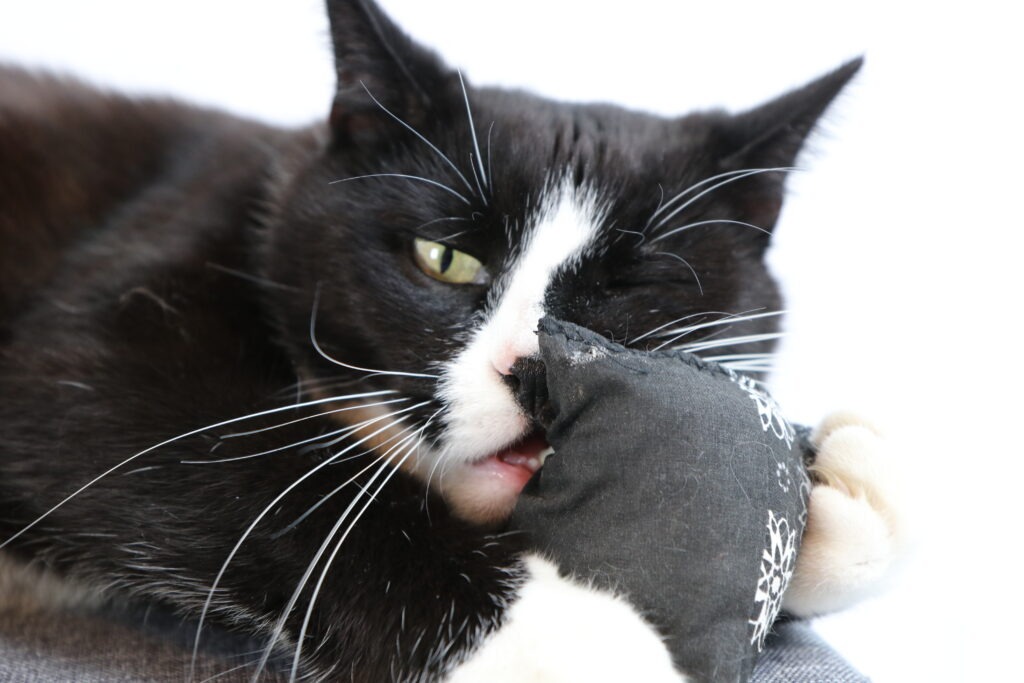 Katze mit Baldriankissen