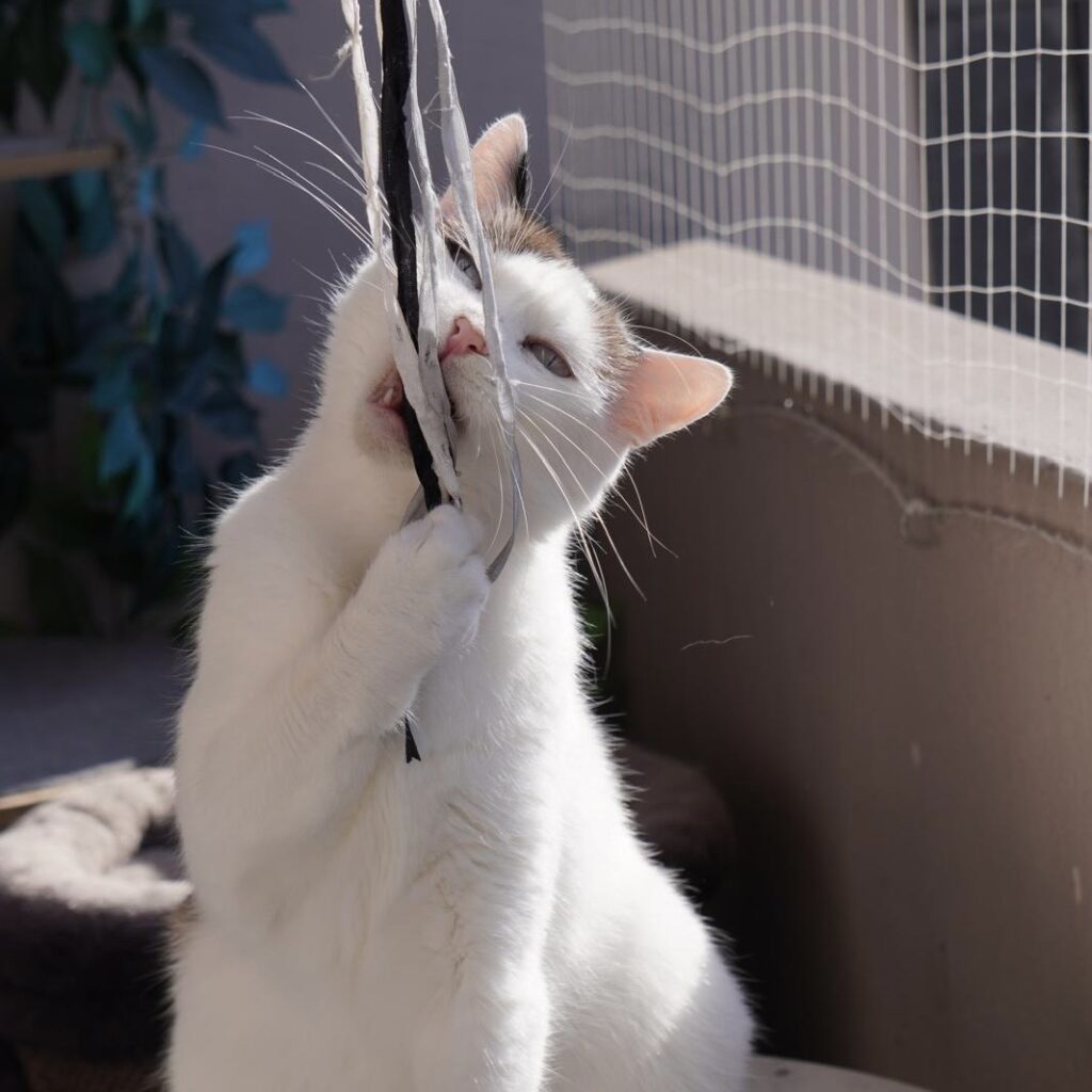 Beschäftigung für Katzen