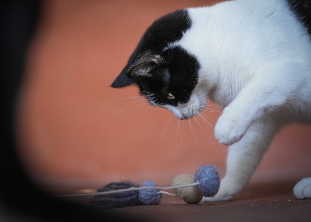 Angelspiele mit Katzen