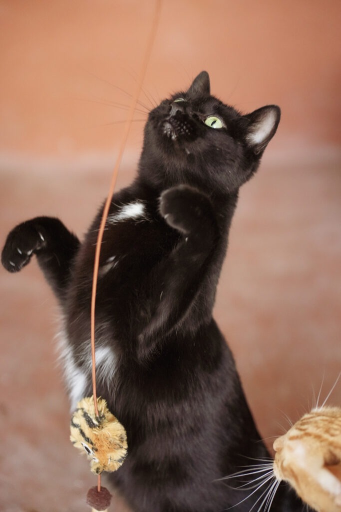 Beschäftigung für Katzen