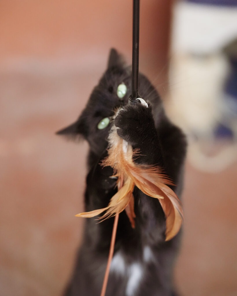Spielangeln für Katzen