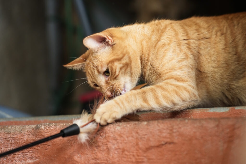Beschäftigung für Katzen