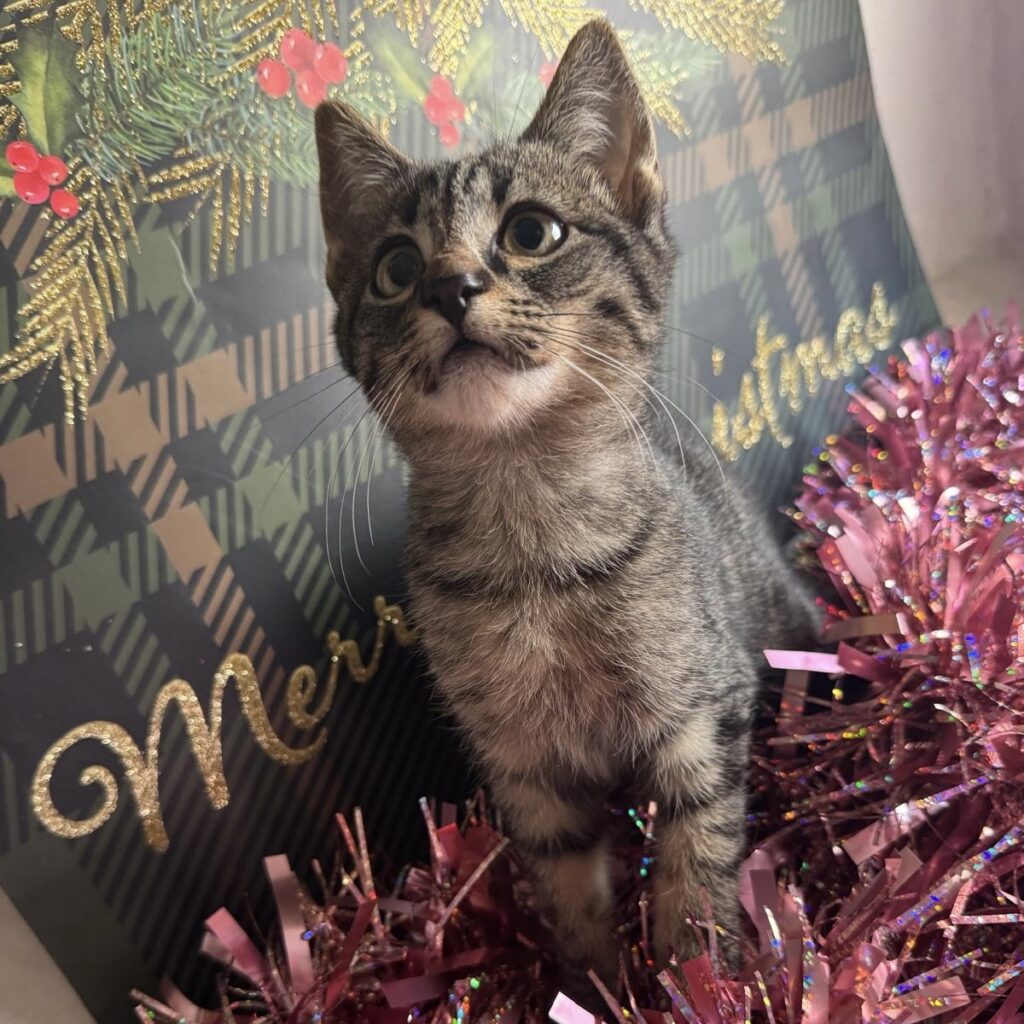 Gefahren an Weihnachten_Lametta