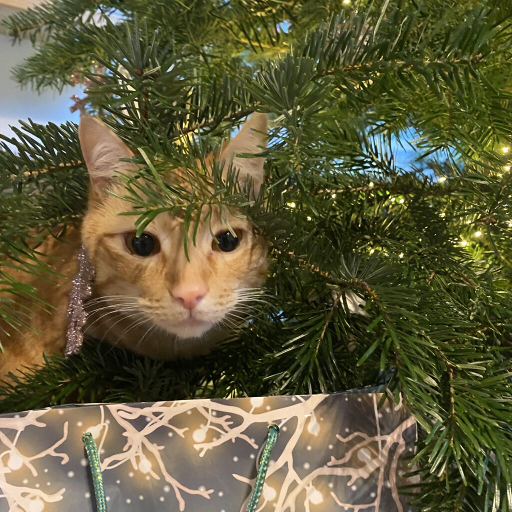 Gefahren für Katzen an Weihnachten, Weihnachtsbaum