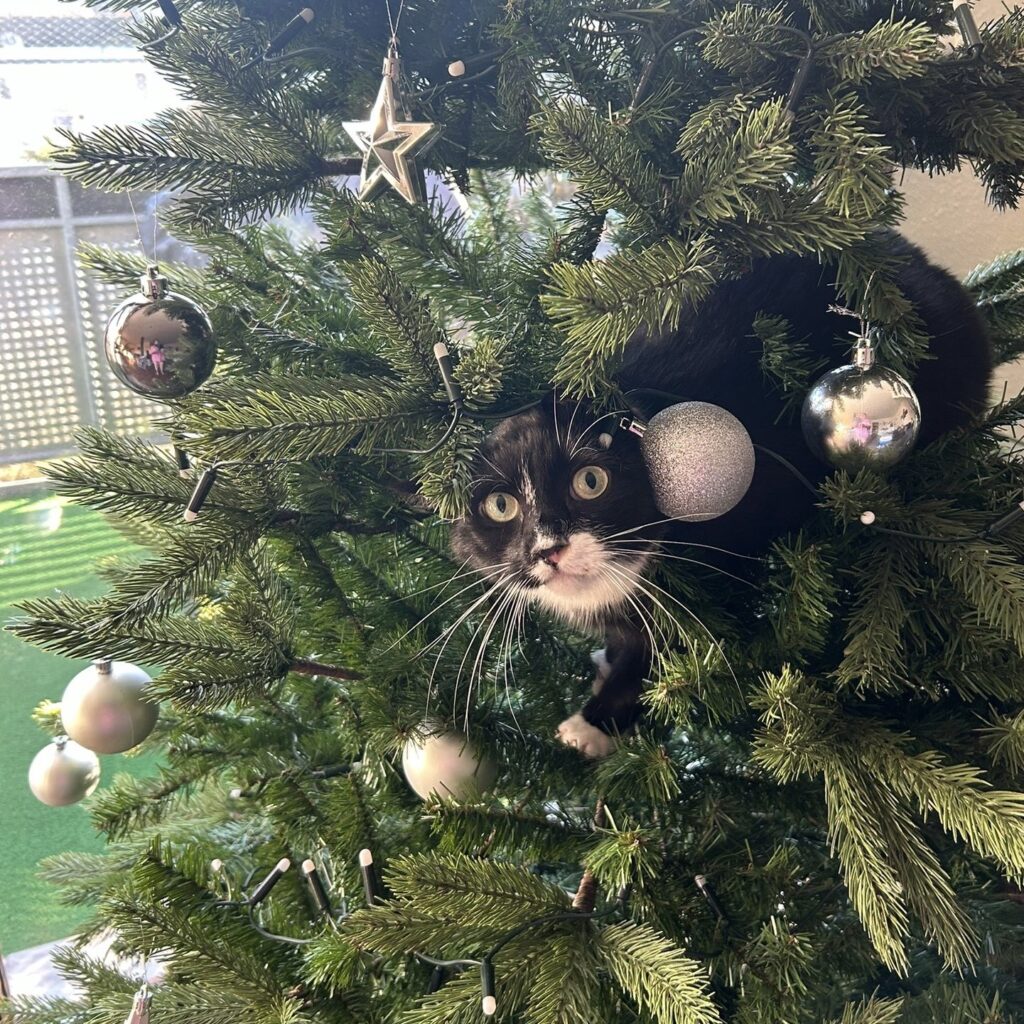 Gefahren für Katzen an Weihnachten, Weihnachtsbaum