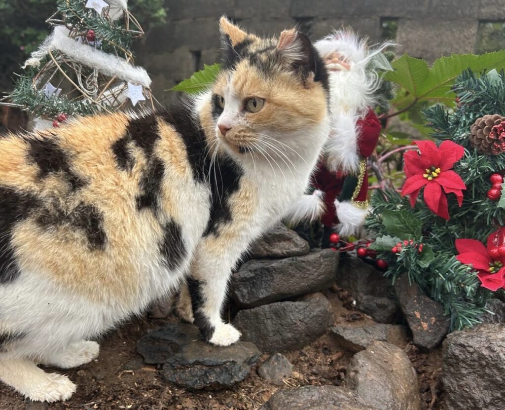 Gefahren an Weihnachten_Weihnachtsstern