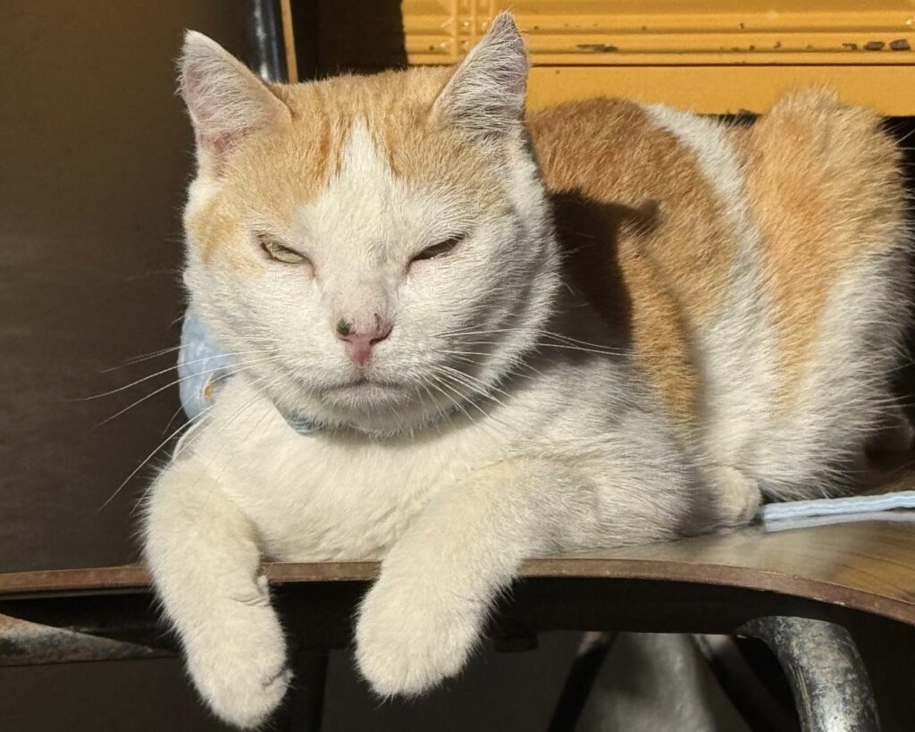 Katzensprache_Blinzeln