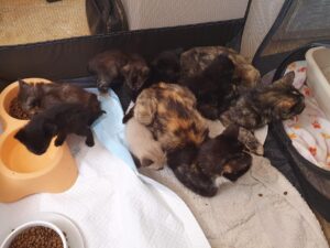 Kitten in Not
