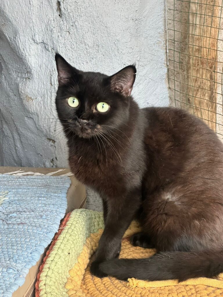 Schwarze Katze Mami