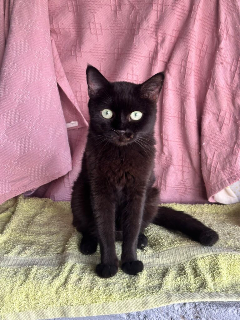 Schwarze Katze Mami